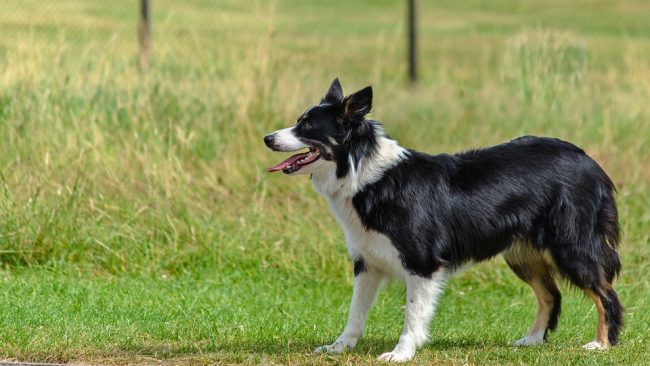 Border Collies