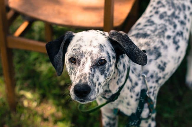 Dalmatian
